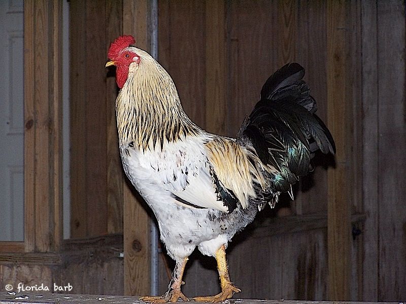 rooster800FB
