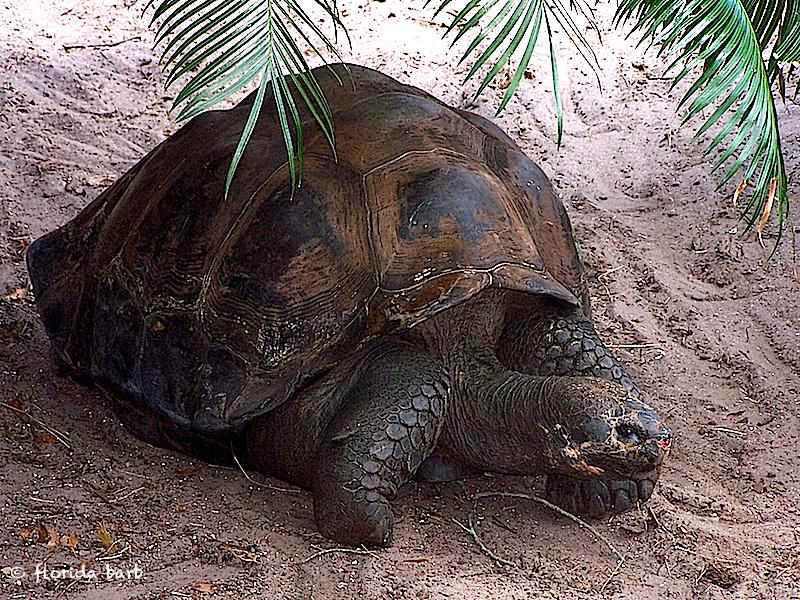 tortoise800fb