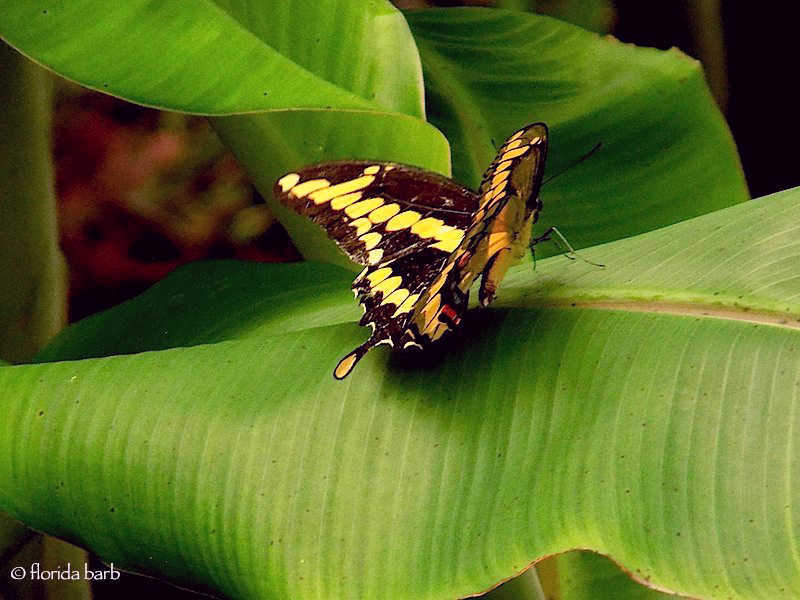 butterflygiantswallowtail