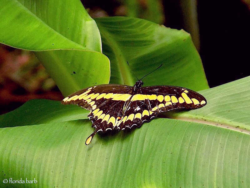 butterflygiantswallowtail2